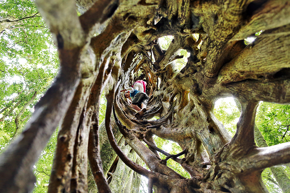 Wspinaczka w drzewie w Monteverde